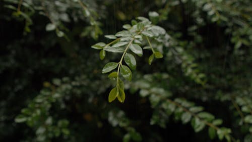 Close-up of green leaves during rain