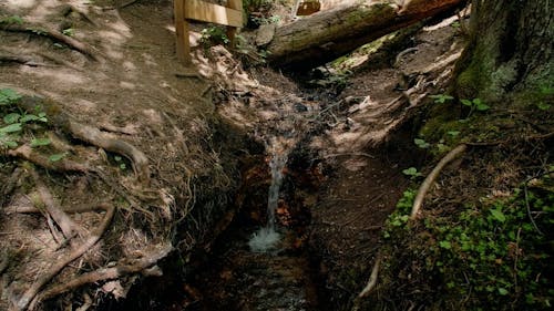 Small stream flowing in forest