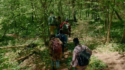 Group of People Walking in the Forest