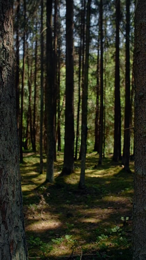 Trees in the Forest