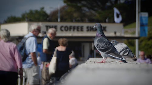 A Footage of Pigeons on a Crowded Place