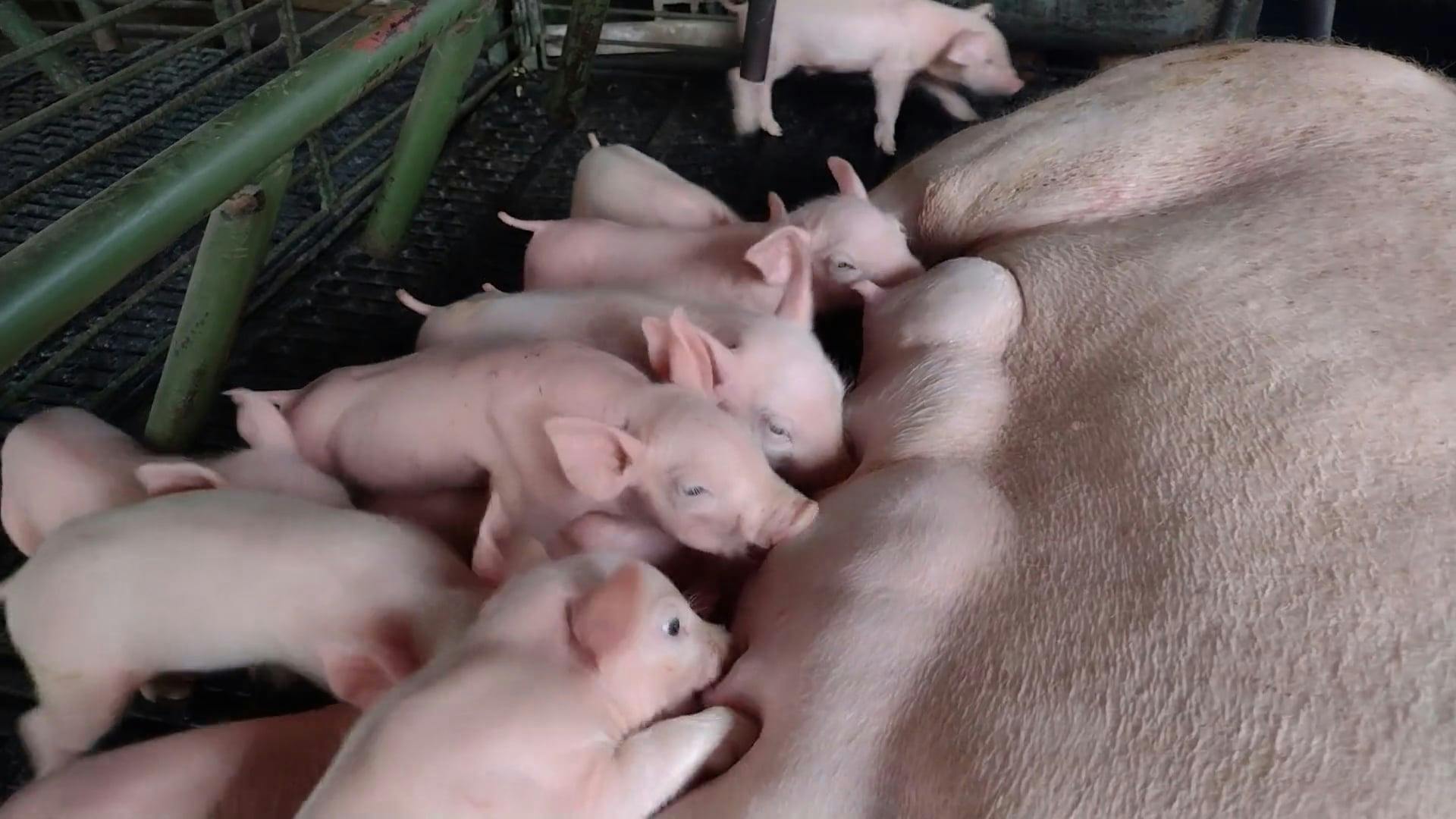 Davidsfarm Pig Video