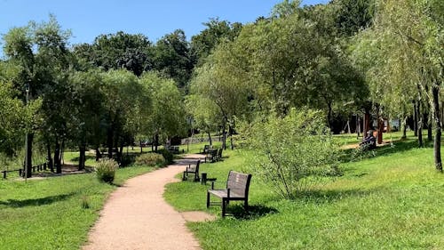 Footage of green trees and benches in park