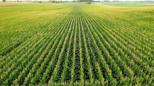 Aerial Footage of Agricultural Lands