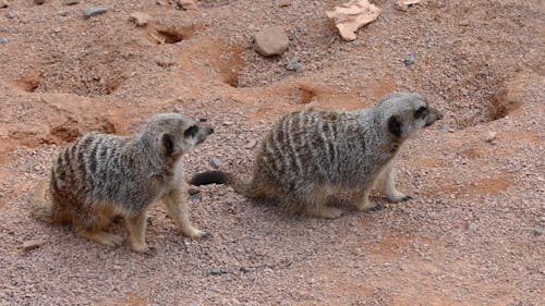 Two meerkats (Suricata suricatta)