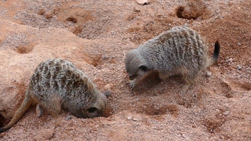 Group of meerkats (Suricata suricatta) digging in ground