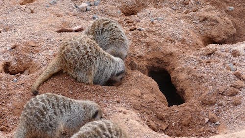 Meerkats (Suricata suricatta) digging in ground