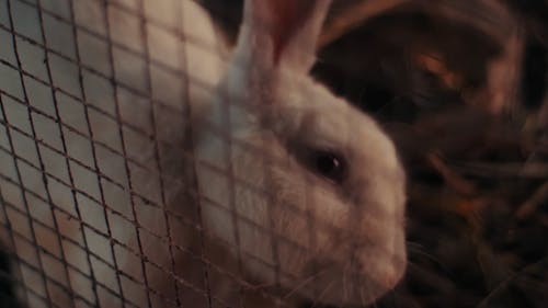 Close-up of rabbit in cage