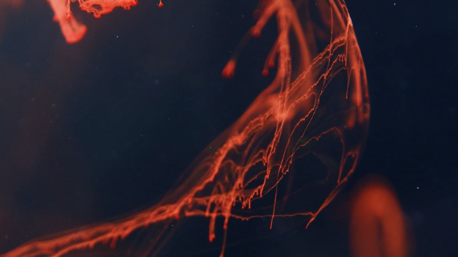 High-Speed Photography of Colorful Ink Diffusion in Water Free Stock ...