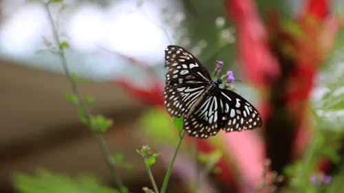 A Butterfly Pollinating a Flower