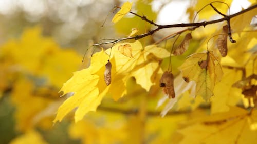 Close Up of Yellow Leaves in a Tree