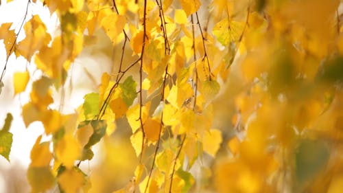 A Close-Up View of Yellow Leaves