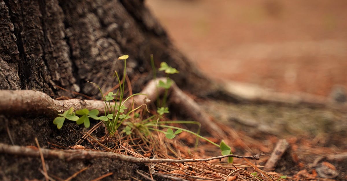 Clover Plant Growing on a Tree Root Free Stock Video Footage, Royalty ...