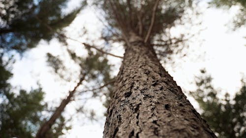 Low-Angle Shot of a Tree 