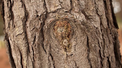 Close Up of a Tree Trunk