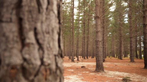 Trees in the Forest