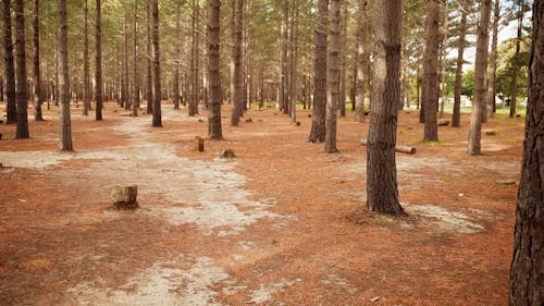 A Low Angle Shot of Forest Trees