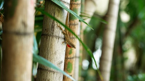 A Lizard on a Bamboo