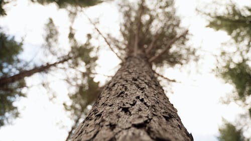 Close-up Footage of a Tree Bark