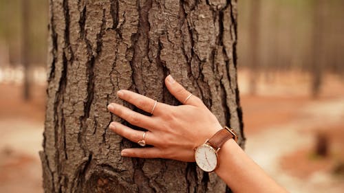 A Person Touching a Tree