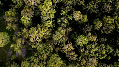 Drone shot of green deciduous forest
