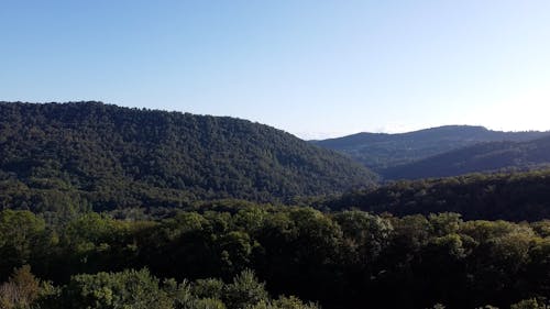 Aerial Footage of Trees on Mountains