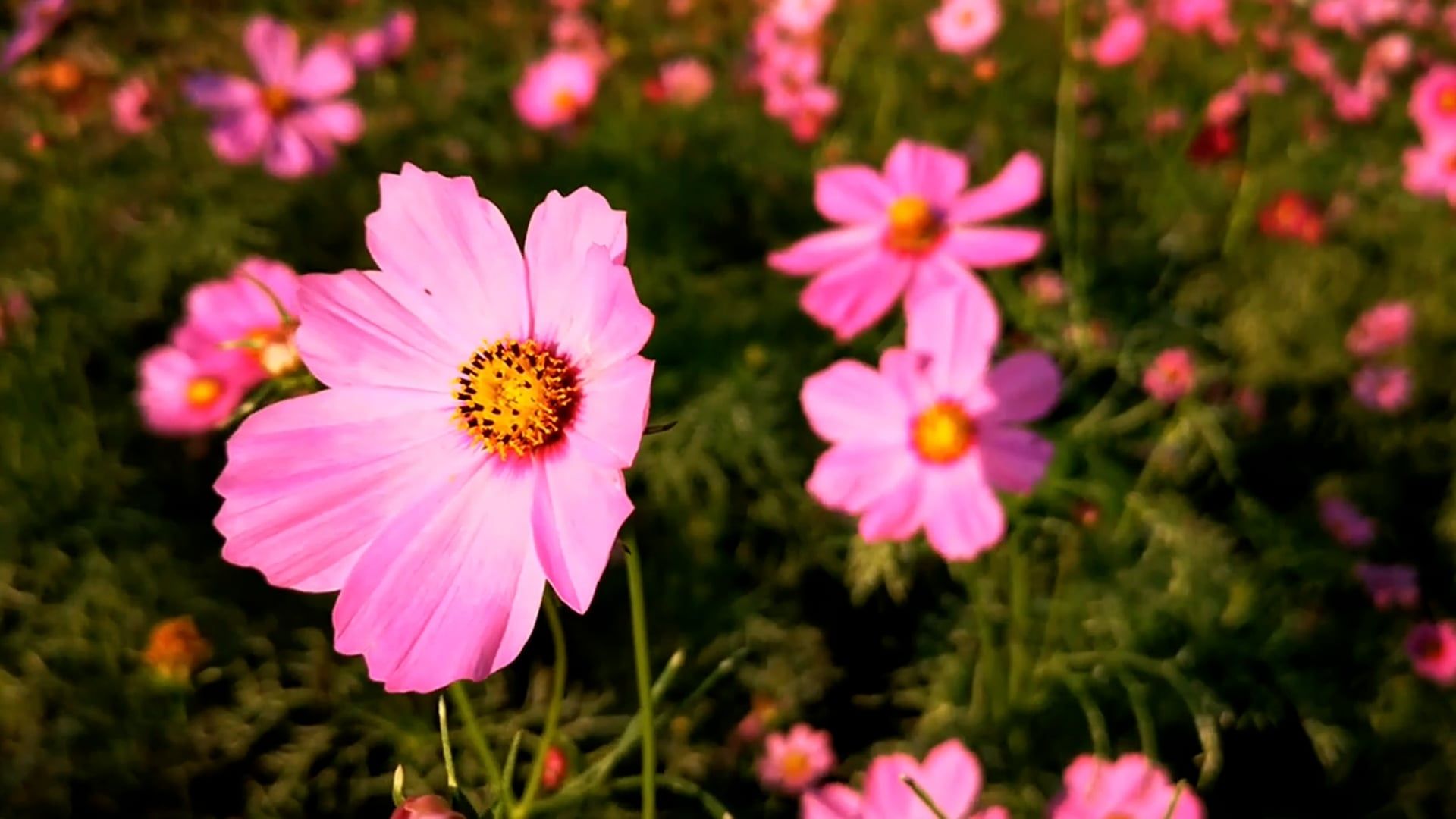 Flower Landscapes Videos, Download The BEST Free 4k Stock Video Footage ...
