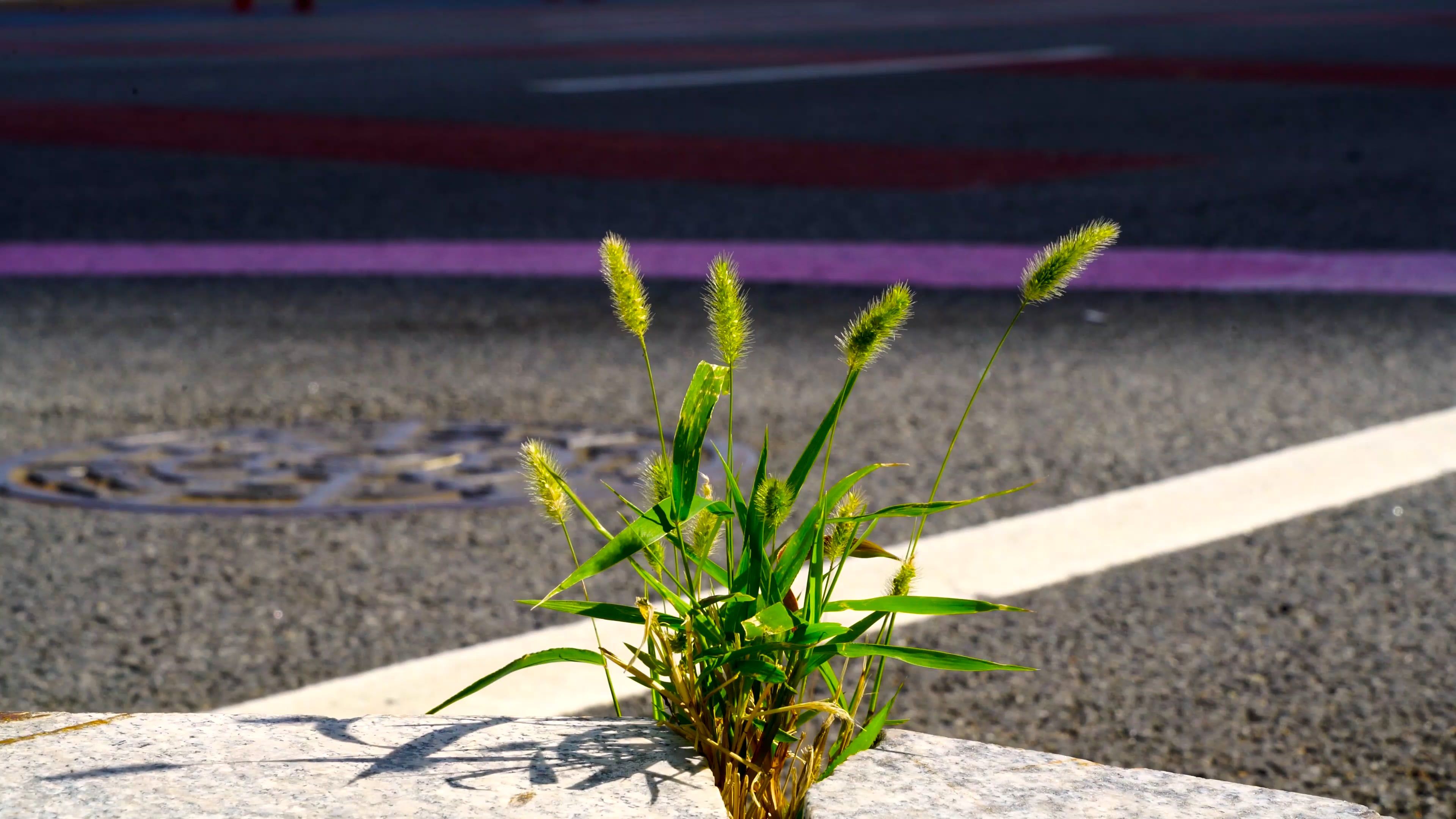 Plant in the Side of a Road Free Stock Video Footage, Royalty-Free 4K ...