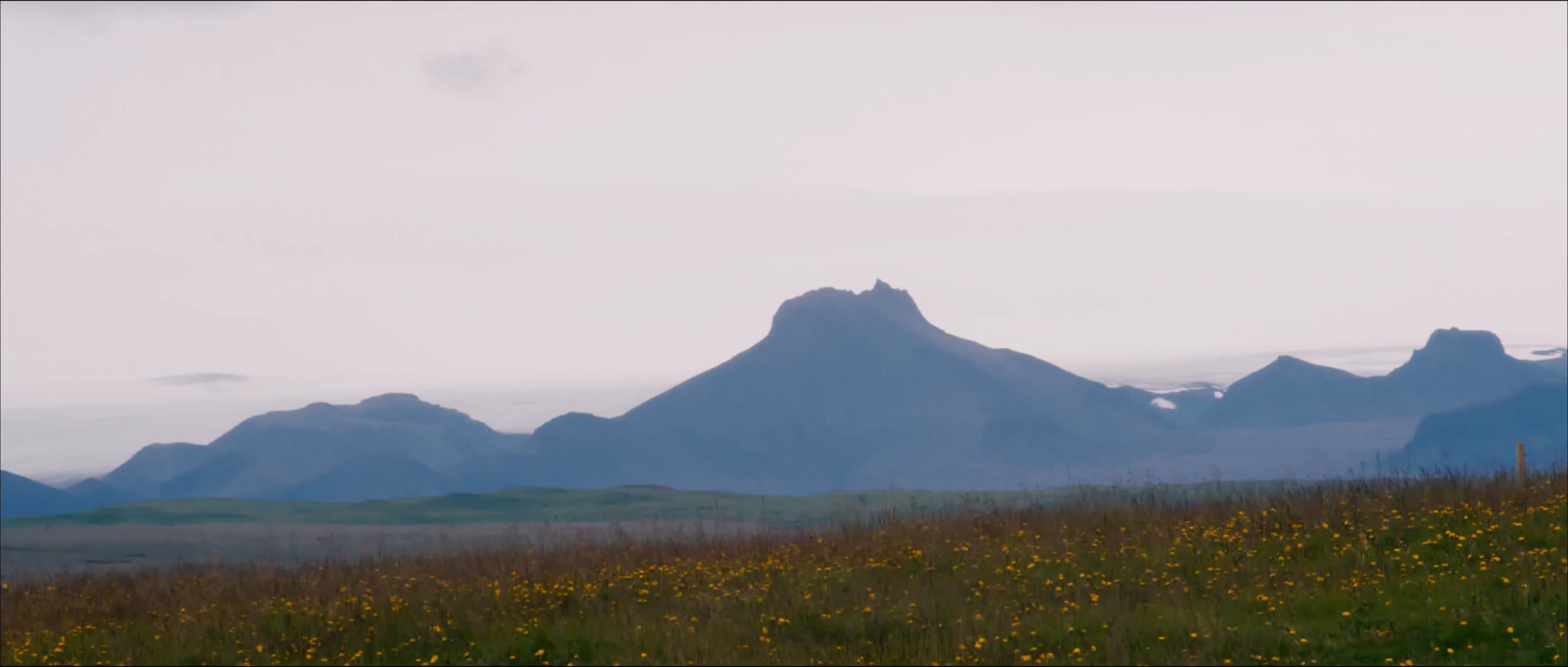 A Footage of Yellow Flower Field Free Stock Video Footage, Royalty-Free ...