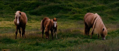 Horses Grazing in a Pasture