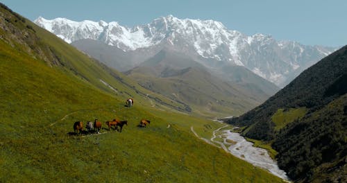 Drone Footage of Horses Grazing in a Scenic Pasture