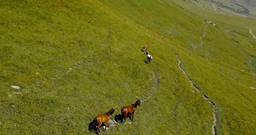Arc Shot of Horses Grazing in a Verdant Pasture