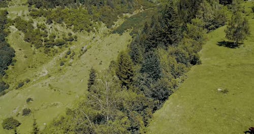 Aerial Footage of the Forest in the Mountains