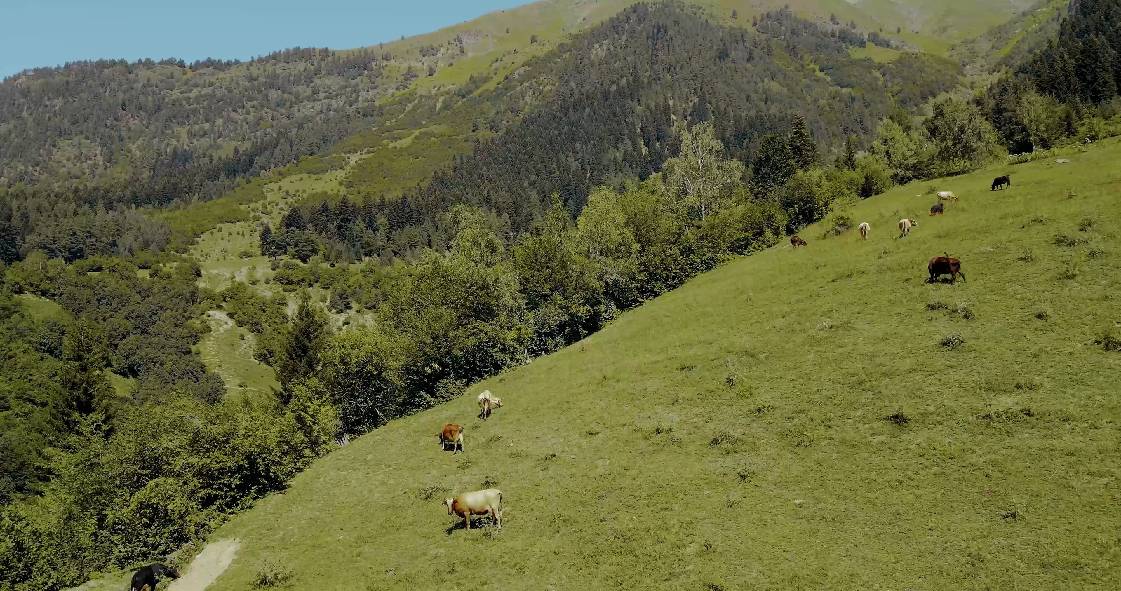 Drone Footage of Cattle Grazing in a Verdant Pasture Free Stock Video ...