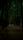rainy forest
