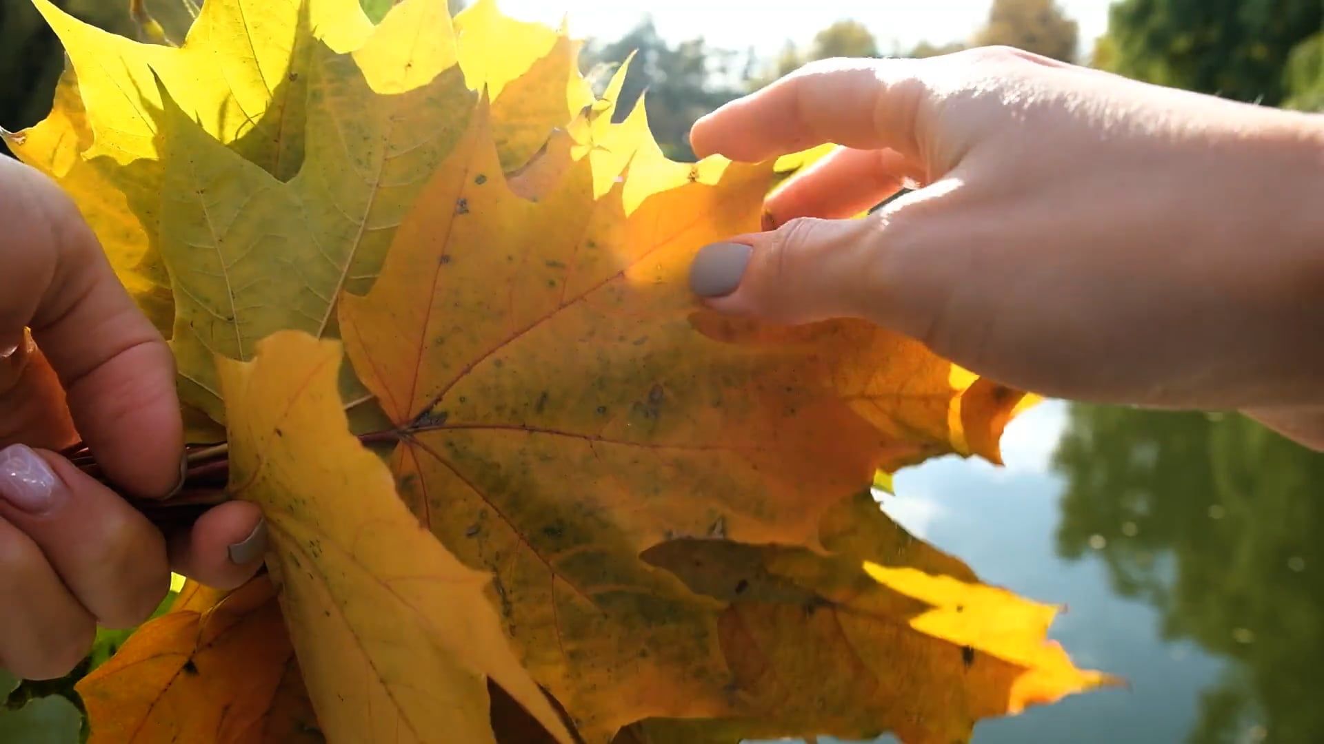 close up of hand touching autumn colored leaves 9736499 — free pexels stock footage