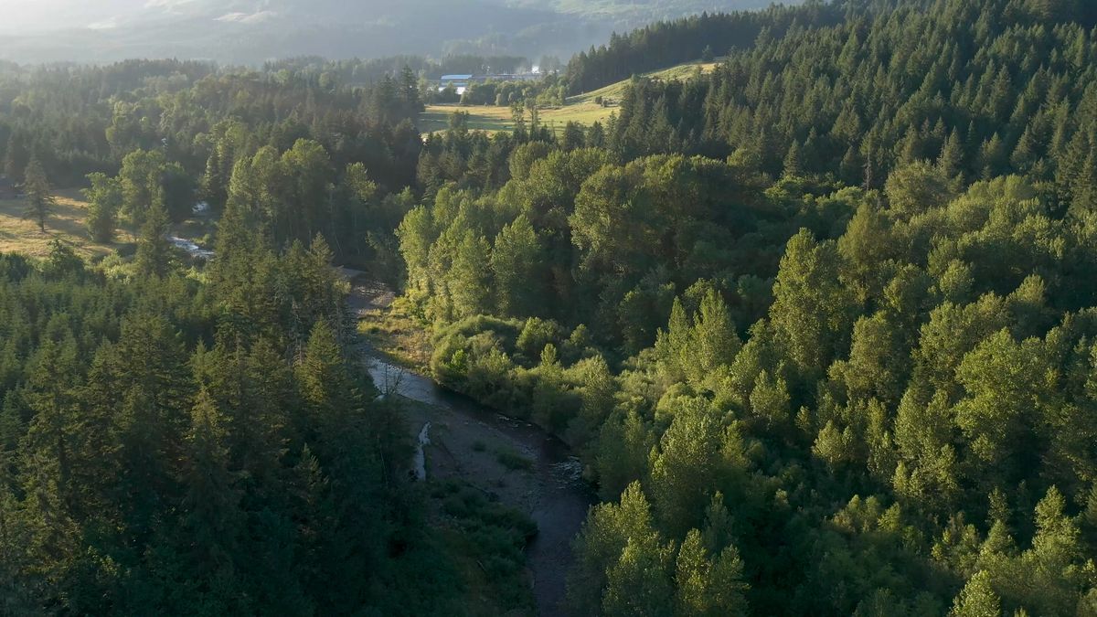 Drone Shot of Forest With River Free Stock Video Footage, Royalty-Free ...