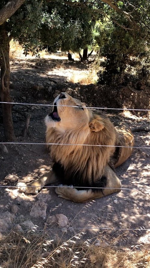 Real Lion Roar - Sound FX