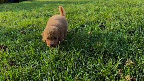 Brown dog walking on green lawn