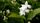 jasmine flower