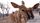 animal video