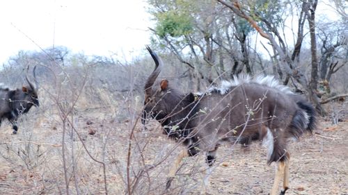 Wild Animals Running Free Stock Video Footage, Royalty-Free 4K & HD ...