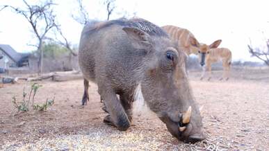warthog eating from ground