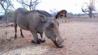warthog eating with deer in behind