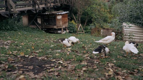 Ducks on the Backyard 