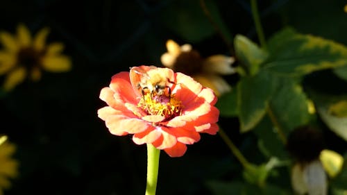 A Bee Pollinating on a Red Flower