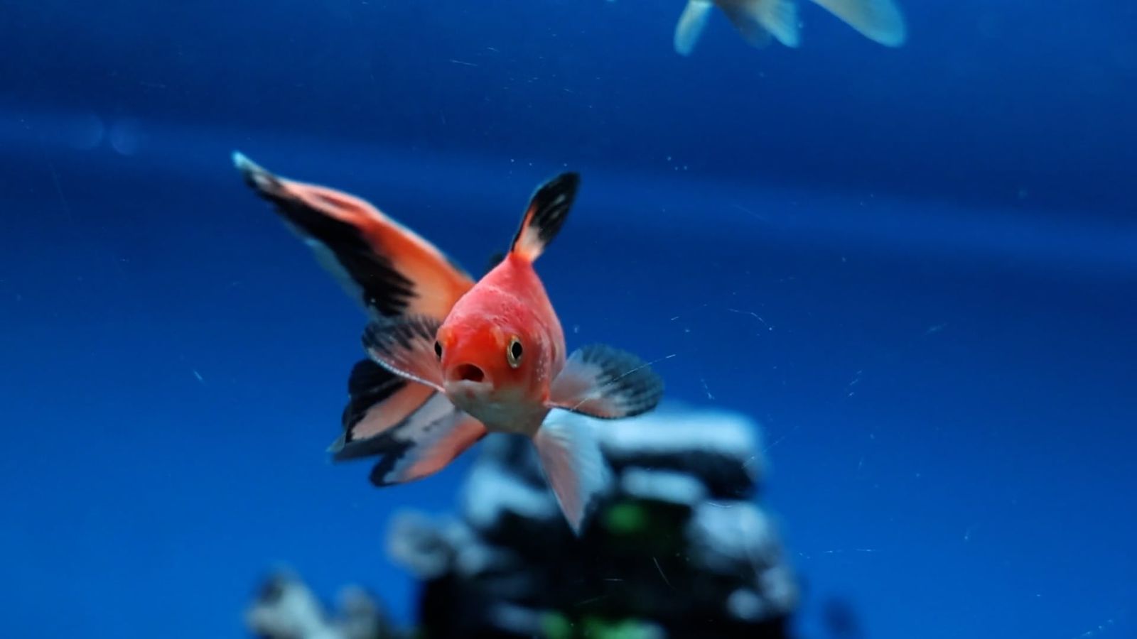 Fish Motion Underwater Grace: Slow-Motion Fish in Their Natural Habitat Free Stock ...