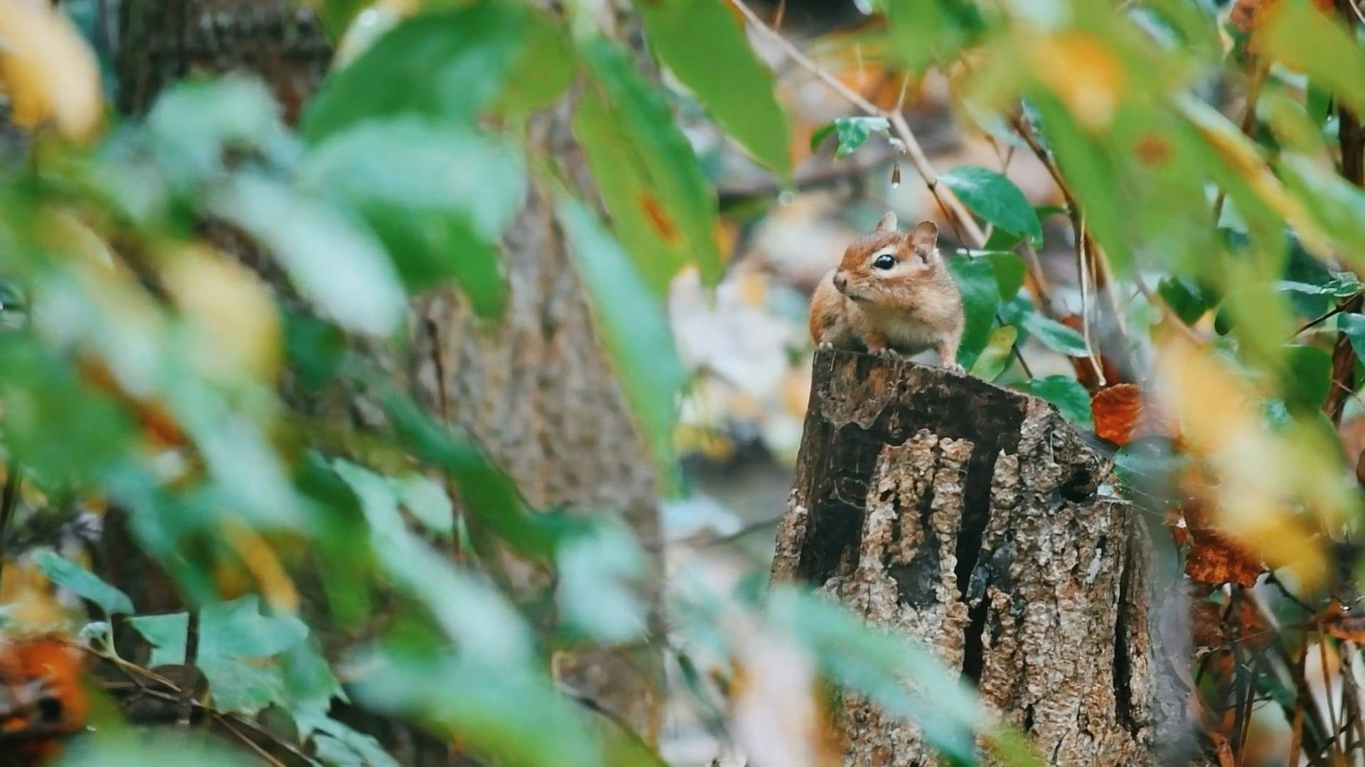 Video by Ventill8  Productions