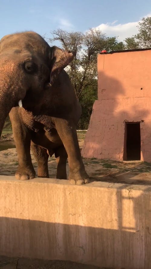 Animal Dance Videos, Download The BEST Free 4k Stock Video Footage & Animal Dance HD Video Clips Animal Dance Videos, Download The BEST Free 4k Stock Video Footage & Animal Dance HD Video Clips
