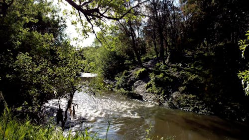 Drone Footage of a Forest Creek